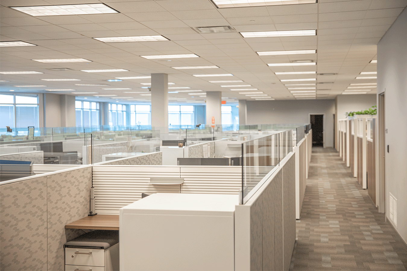 field of office cubicles